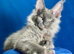 Holms - Maine Coon Kitten For Sale - Miami&comma; FL&comma; US
