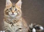 Tibet - Maine Coon Kitten For Sale - Miami&comma; FL&comma; US