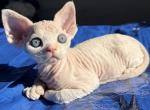 I - Devon Rex Kitten For Sale - Philadelphia&comma; PA&comma; US