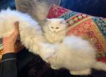 Molly - Persian Kitten For Sale - Middle Vlg&comma; NY&comma; US