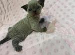 Devon Rex blue - Devon Rex Kitten For Sale - Hollywood&comma; FL&comma; US