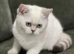 Atlas - British Shorthair Kitten For Sale - Rockford&comma; IL&comma; US