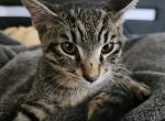 Peppa - American Shorthair Kitten For Sale - Altamonte Springs&comma; FL&comma; US