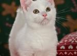 Coffe - Munchkin Kitten For Sale - Pembroke Pines&comma; FL&comma; US