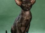 Sophia - Oriental Kitten For Sale - Pembroke Pines&comma; FL&comma; US