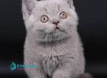 Killian - British Shorthair Kitten For Sale - Hollywood&comma; FL&comma; US