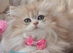 Steve&lowbar; - British Shorthair Kitten For Sale - Hollywood&comma; FL&comma; US
