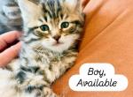 Jack from Holiday Litter as in Jack Frost - Siberian Kitten For Sale - Belchertown&comma; MA&comma; US