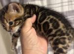 Bengals babies - Bengal Kitten For Sale - Melbourne&comma; FL&comma; US