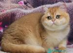 Venera - British Shorthair Kitten For Sale - Hollywood&comma; FL&comma; US