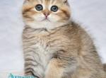 Viski - Scottish Fold Kitten For Sale - Hollywood&comma; FL&comma; US