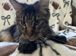 Simba - Maine Coon Cat For Sale - Ocala&comma; FL&comma; US