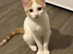 Skinni - Domestic Cat For Sale - Waughtown&comma; NC&comma; US