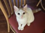 Maru - Domestic Kitten For Sale - Waughtown&comma; NC&comma; US