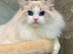 Matthew - Ragdoll Kitten For Sale - Los Angeles&comma; CA&comma; US