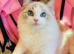 Betty - Ragdoll Kitten For Sale - Irvine&comma; CA&comma; US
