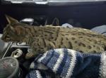 Leo - Savannah Cat For Sale - Charlotte Court House&comma; VA&comma; US