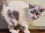 Anais - Exotic Kitten For Sale - Philadelphia&comma; PA&comma; US