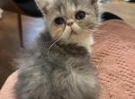 Kiwi&lowbar;1 - Persian Kitten For Sale - Philadelphia&comma; PA&comma; US