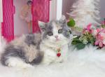 Nina - Selkirk Rex Kitten For Sale - CA&comma; US