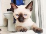 Valentines Day Litter - Siamese Cat For Sale - Brooklyn&comma; NY&comma; US