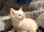 Flame point male - Siamese Kitten For Sale - Mullica Hill&comma; NJ&comma; US