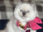 Nilla - Ragdoll Kitten For Sale - Front Royal&comma; VA&comma; US