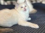 Gingerbread - Ragdoll Kitten For Sale - Front Royal&comma; VA&comma; US