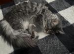 Lexi - Maine Coon Cat For Sale - Palmer&comma; MA&comma; US
