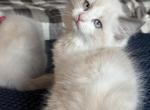 Patches - Ragdoll Kitten For Sale - Front Royal&comma; VA&comma; US