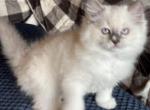 Peppermint - Ragdoll Kitten For Sale - Front Royal&comma; VA&comma; US