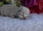 Blue - Ragdoll Kitten For Sale - Desloge&comma; MO&comma; US