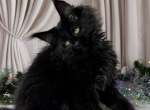 Gina - Maine Coon Kitten For Sale - Brighton&comma; CO&comma; US