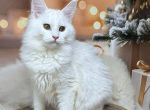 Vendy - Maine Coon Kitten For Sale - Brighton&comma; CO&comma; US