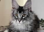 Joker - Maine Coon Kitten For Sale - Brighton&comma; CO&comma; US