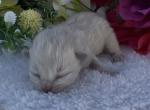 Bright pink female - Ragdoll Kitten For Sale - Desloge&comma; MO&comma; US