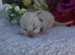 Mediumm pink female - Ragdoll Kitten For Sale - Desloge&comma; MO&comma; US