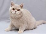 Nyasha lilac ticked british shorthair girl - British Shorthair Kitten For Sale - CA&comma; US