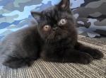 Murrhie - Exotic Kitten For Sale - Saint Petersburg&comma; FL&comma; US