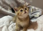 Golden chinchilla - Scottish Straight Kitten For Sale - Brooklyn&comma; NY&comma; US