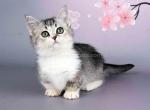 Yesenia munchkin standard silver ticked bicolor - Munchkin Kitten For Sale - TX&comma; US