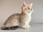 HTX Sable blue golden short legs munchkin standard - Munchkin Kitten For Sale - TX&comma; US