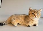 Saphira golden tabby short legs munchkin girl - Munchkin Kitten For Sale - TX&comma; US