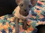 Blue Male 1 Pandora December - Sphynx Kitten For Sale - Ewing&comma; NJ&comma; US