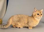 Myrion golden chinchilla short legs munchkin boy - Munchkin Kitten For Sale - TX&comma; US