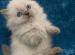 Lilac Point Male Short Legs SOLD TO Beau - Munchkin Kitten For Sale - Lake Station&comma; IN&comma; US