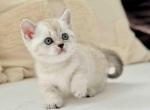 Baby girl Bloom blue eyed munchkin short legs - Munchkin Kitten For Sale - TX&comma; US