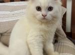 Reserved White Male Kitten - Ragdoll Kitten For Sale - Beach Park&comma; IL&comma; US