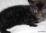 Melanistic Bengal Female - Bengal Kitten For Sale - Lockport&comma; NY&comma; US