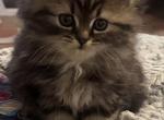 Mistletoe - Persian Kitten For Sale - Cayce&comma; SC&comma; US